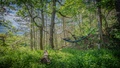 photo d’un hamac au frais dans la forêt